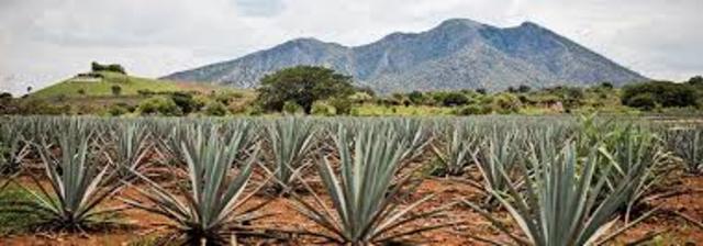 Importancia del agave
