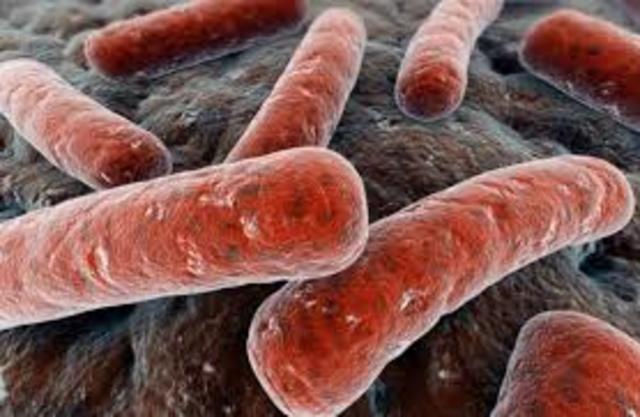 BACILO DE LA TUBERCULOSIS
