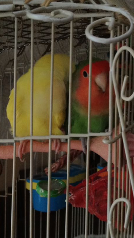 I got two lovebirds.