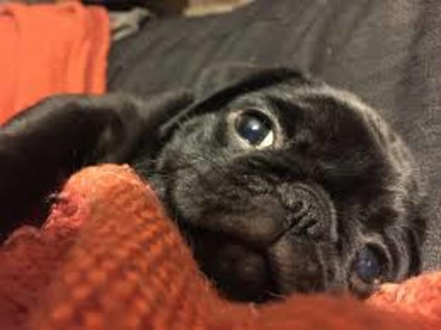 Kids surprise us with another pug!