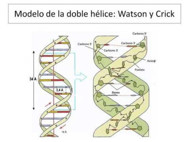 Doble hélice