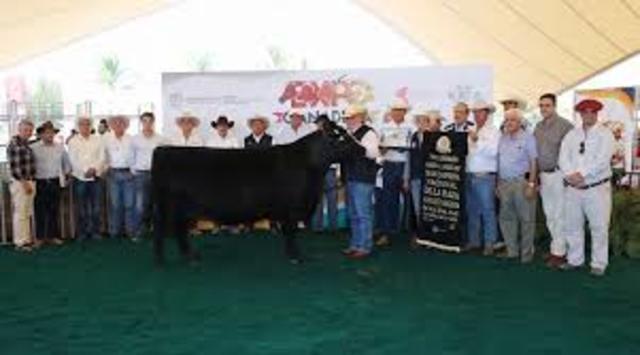 Exponer en la feria ganadera de San Marcos