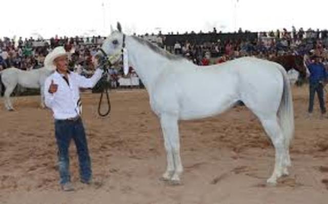 Exponer caballos en la FNSM