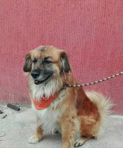 my second pet: TOBYAS