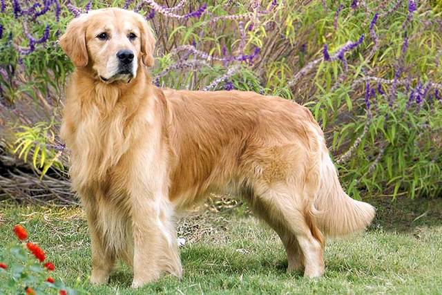 Riley passes away... but we get a new dog!