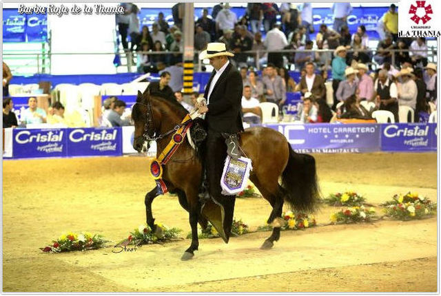 in 2016 my dad took me to an equine fair in choconta where he took a horse to participate