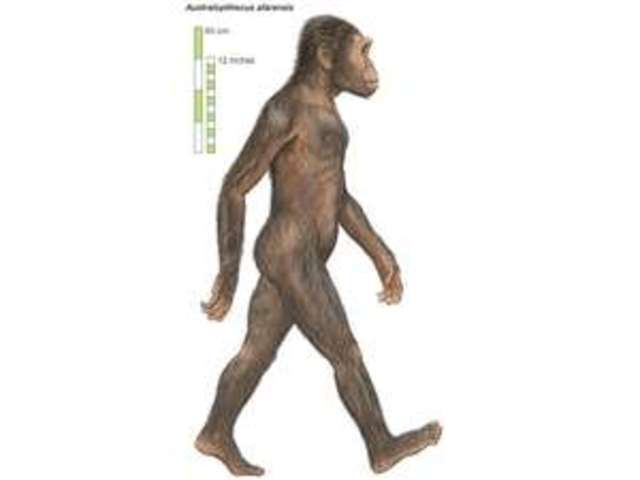 Australopithecus