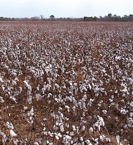 Prohibició d’importar cotó filat