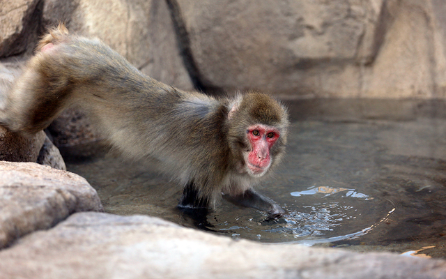 Trip to the Lincoln Park Zoo
