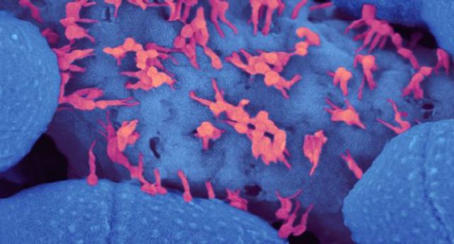 Virus que se vuelven antivirus