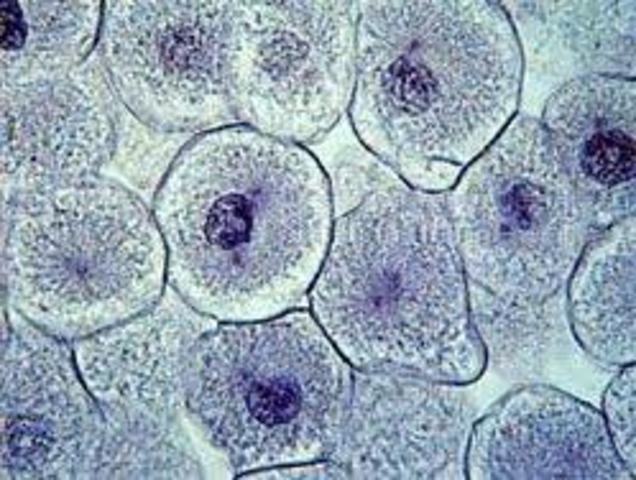 Descubirmiento de la célula