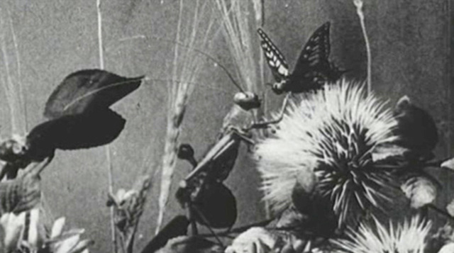 -peliculas con insectos, Vadislav Starevich