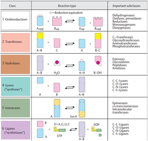 Sexta edición de nomenclaturas