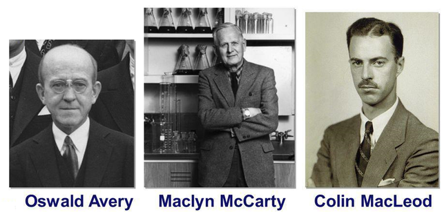 Primera demostración de que la información hereditaria se encontraba en los ácidos nucleicos.