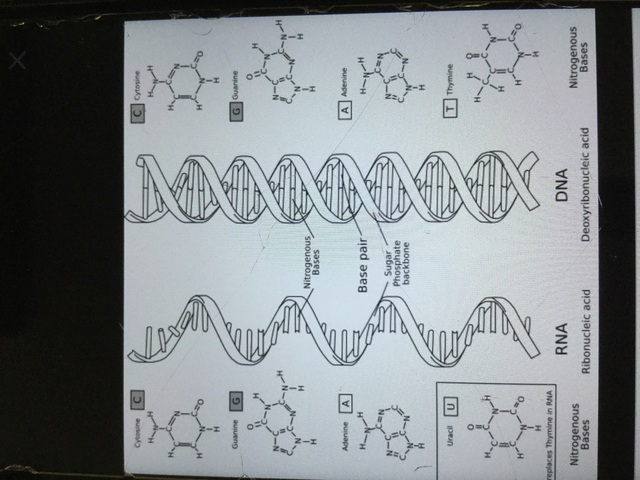 Síntesi de l'ARN primitiu