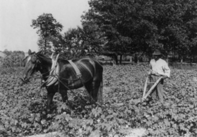 Share Cropping During and After Reconstruction