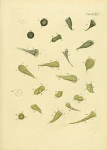 Descripcion de la "animalcula infusoria fluviatilia et marina"