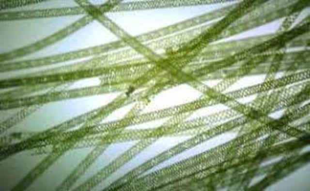 Alga spirogyra