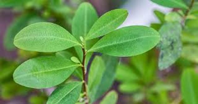 Creación de la anestesia local