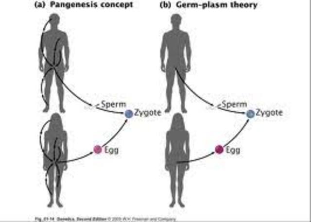Hipócrates propuso la teoria de la pangénesis