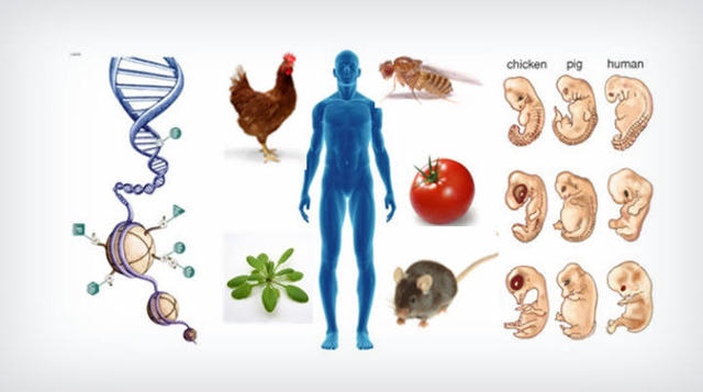 W. Harvey postuló la teoría de la epigénesis