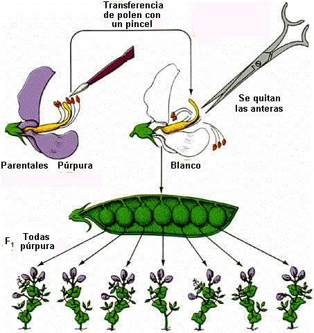 Gregor Mendel es considerado padre de la genética