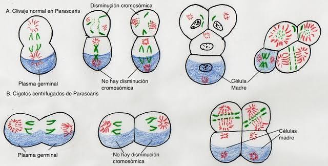 La teoria de la continuidad del plasma germinal