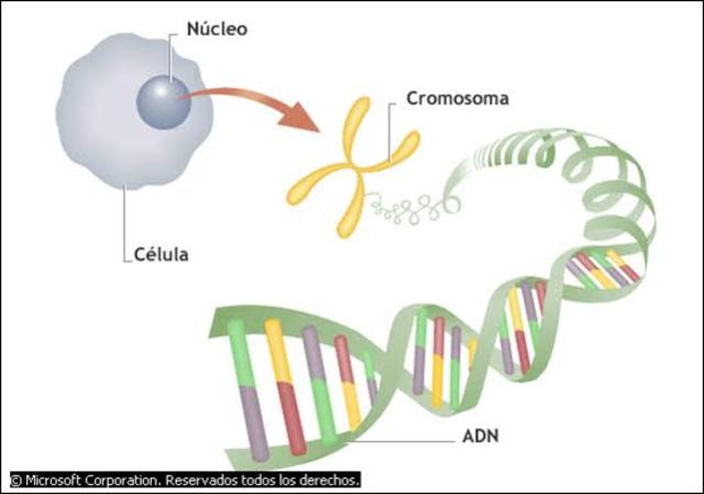 Teoria cromosómica de la herencia demostrada por Sturtevant,C.B. Bridges y T.H Morgan