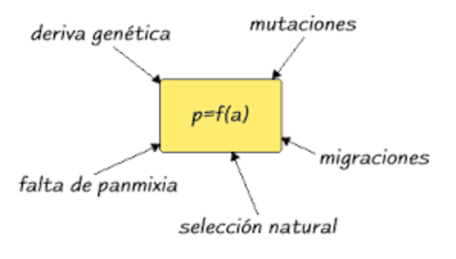 Ley de Hardy-Weinberg