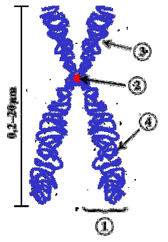 La disposición lineal de los cromosomas