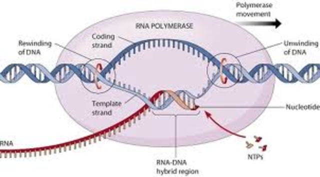 Las enzimas de transcripción