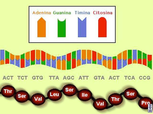 La secuencia de un gen
