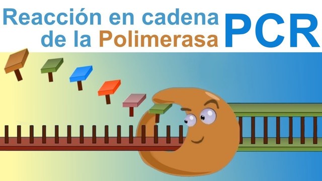 La reacción en cadena de la polimerasa