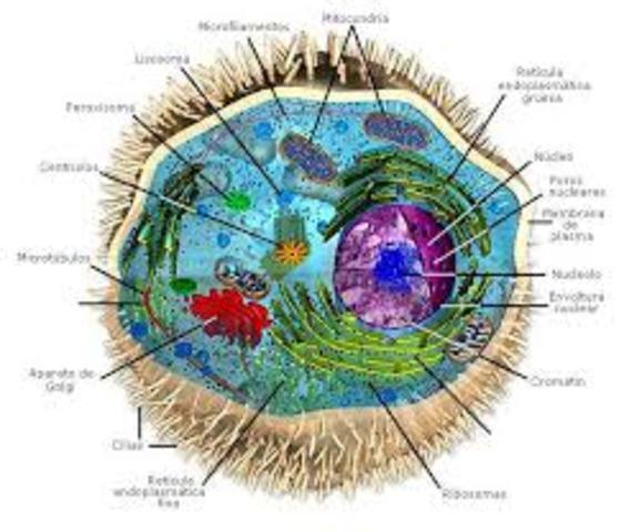 La secuencia completa de un eucariota pluricelular