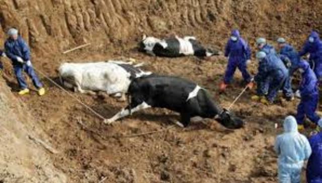 Fiebre aftosa en Mexico