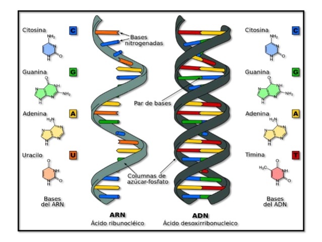 Kossel determina la estructura de los ácidos nucléicos