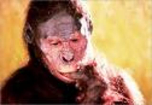 Australopithecus 435 CC