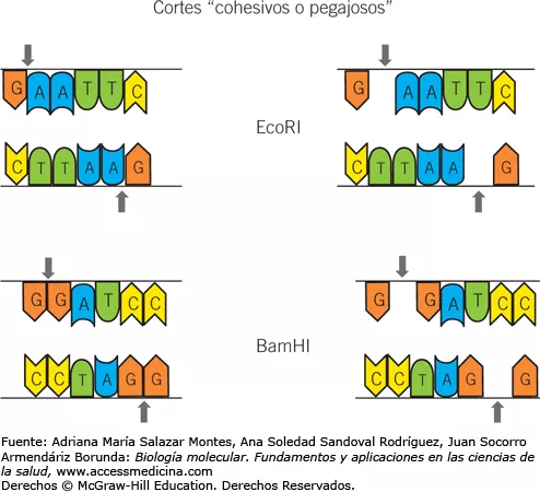 Se aplican de un modo sistemático las técnicas moleculares a la Genética.