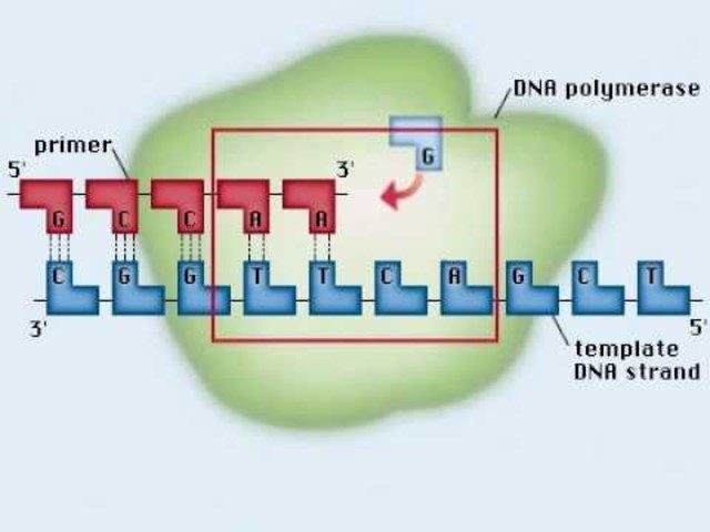 Se descubre el ADN polimerasa