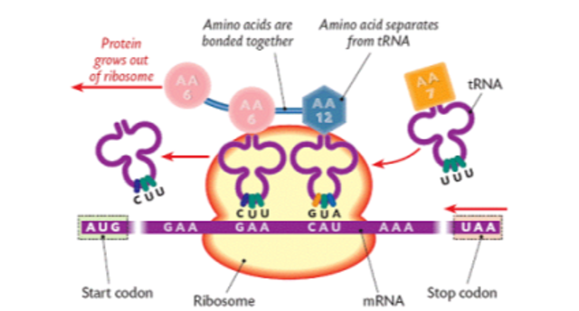 Se descubre el mRNA