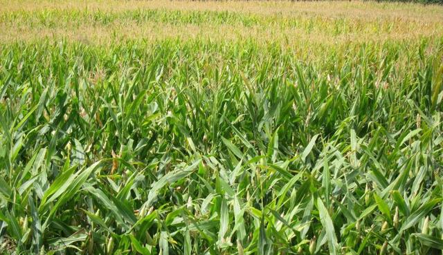 Primera planta genéticamente modificada