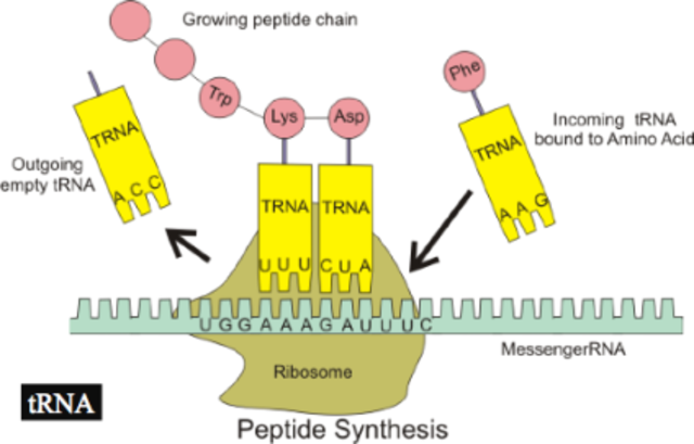Se cuestiona la funcionalidad de la terapia de RNAi, sugiriendo que activa el sistema inmunológico en lugar de silenciar genes.