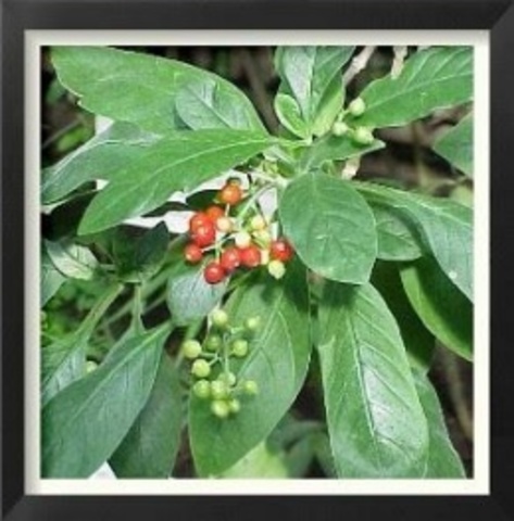 SIGLO XVII   LA IPECAUCANA Y LA EQUINA