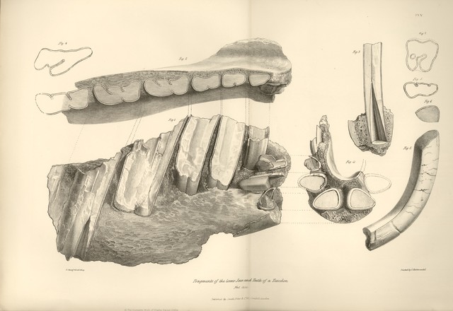 Descubrimiento de Fósiles