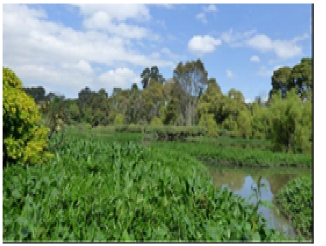 FICTOPLANCTON EN LAGUNAS Y RÍOS EN ALREDEDORES DE BOGOTÁ