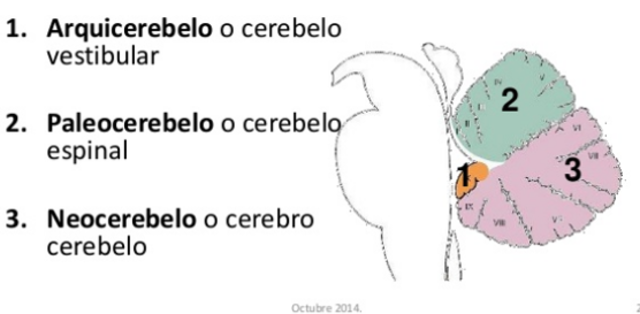 Cerebelo