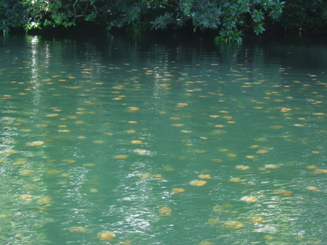 ESTUDIOS DE PLANCTON