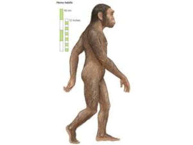 Homo Habilis (Uomo abile)