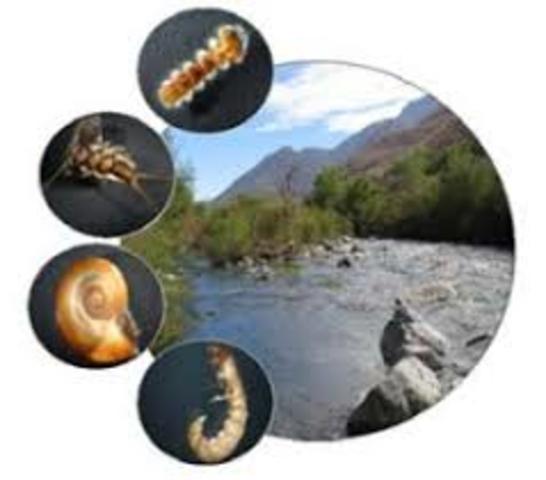 DISTRIBUCIÓN DE MACROINVERTEBRADOS