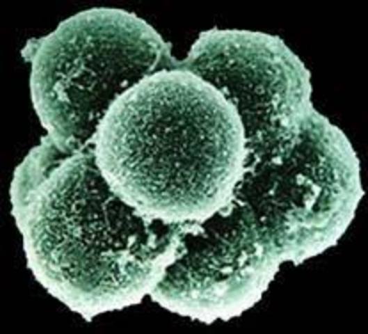 Estudios de la célula animal